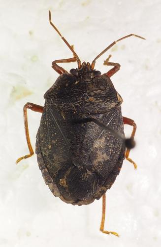 Macropygium reticulare